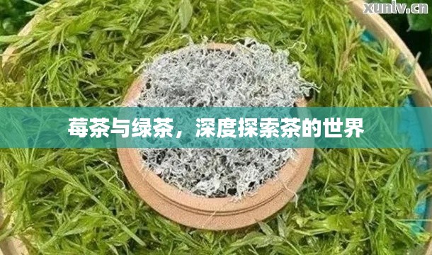 莓茶与绿茶,深度探索茶的世界