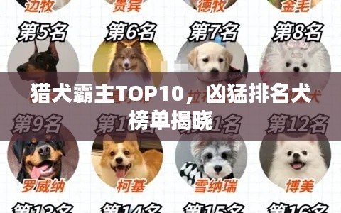 猎犬霸主TOP10,凶猛排名犬榜单揭晓