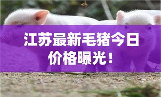 江苏最新毛猪今日价格曝光!