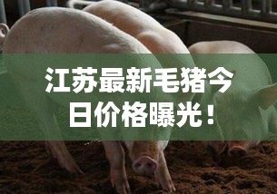 江苏最新毛猪今日价格曝光!