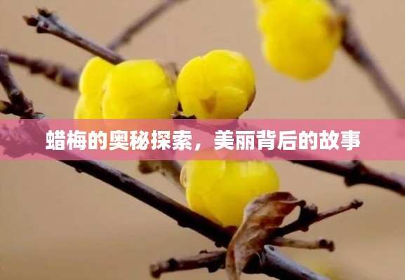 蜡梅的奥秘探索,美丽背后的故事