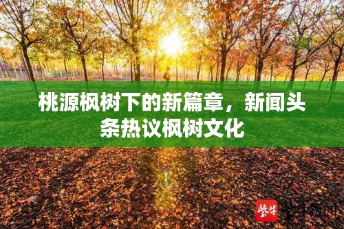 桃源枫树下的新篇章,新闻头条热议枫树文化