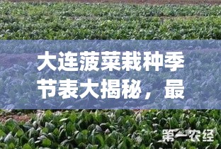 大连菠菜栽种季节表大揭秘,最新季节表助你轻松种植!
