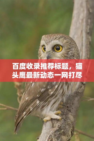 百度收录推荐标题,猫头鹰最新动态一网打尽,百度一下即刻揭晓!